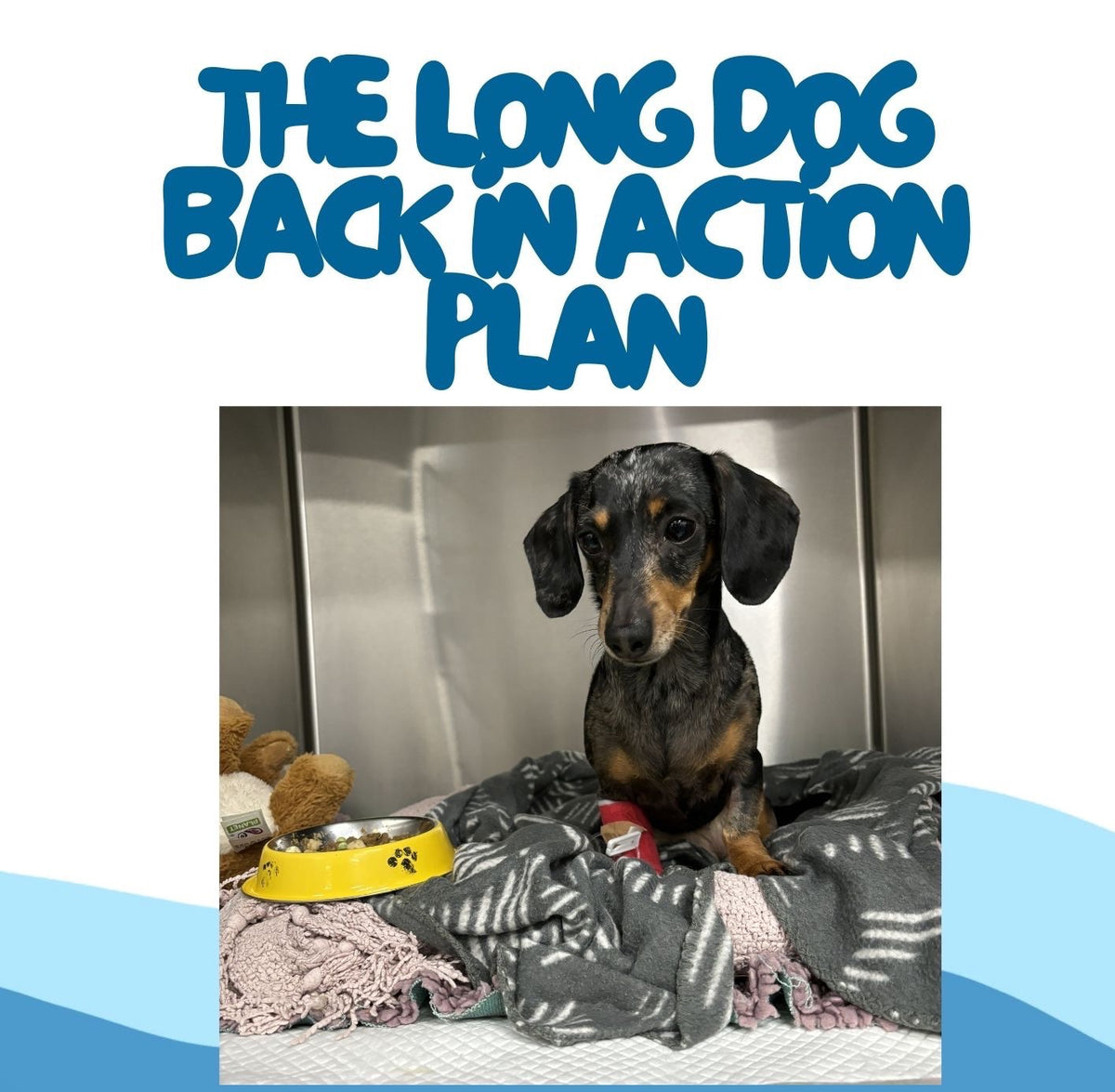 The Long Dog Back in Action Plan