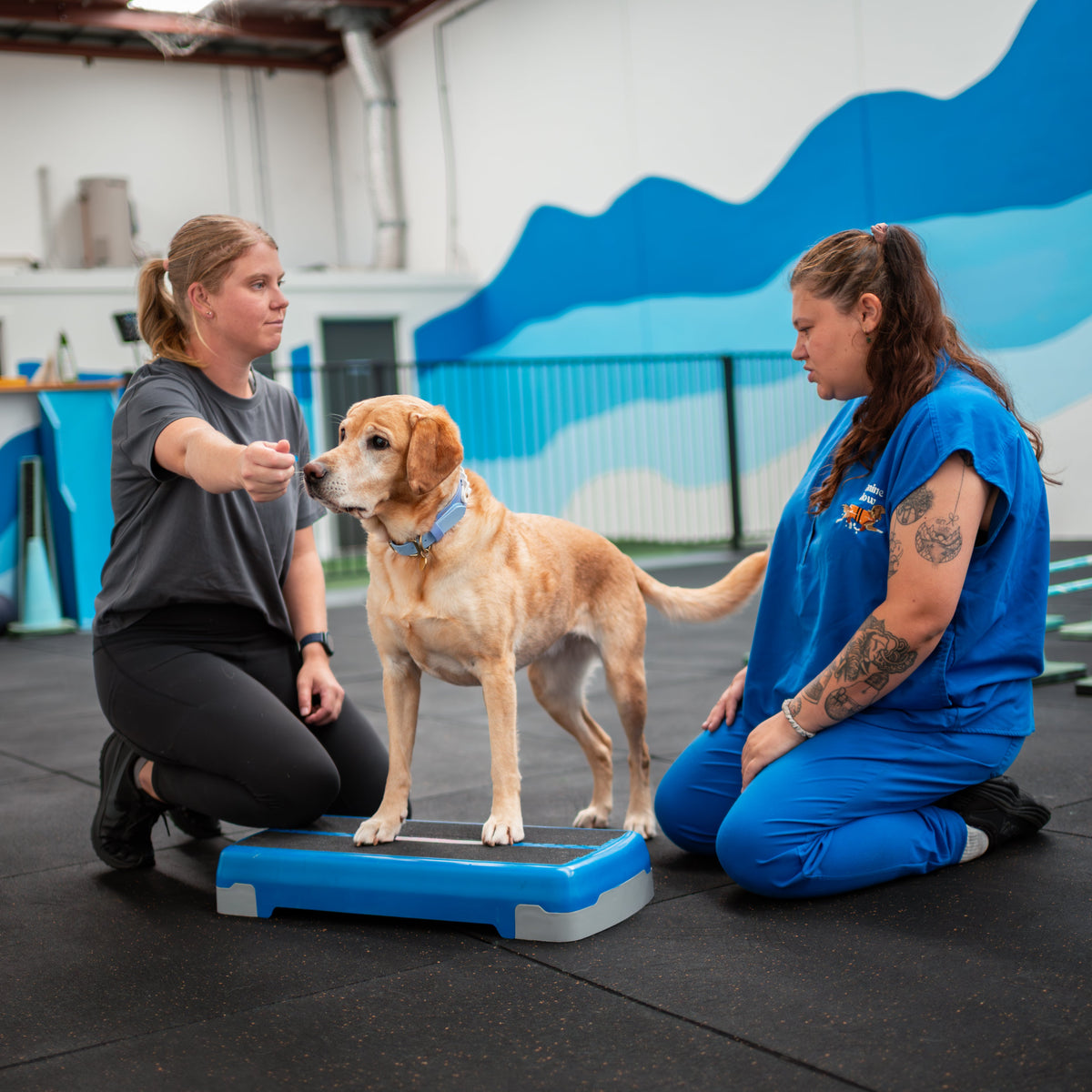 New Client Assessment + Laser Therapy