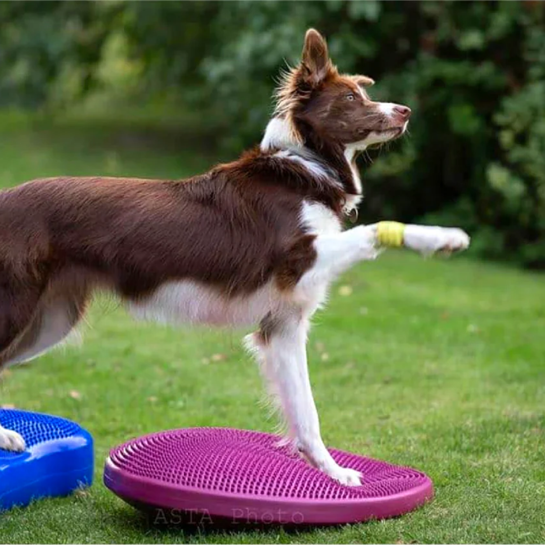 FitPaws Balance Disc