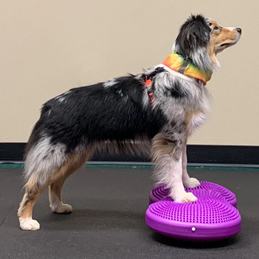 FitPaws Duo Disc