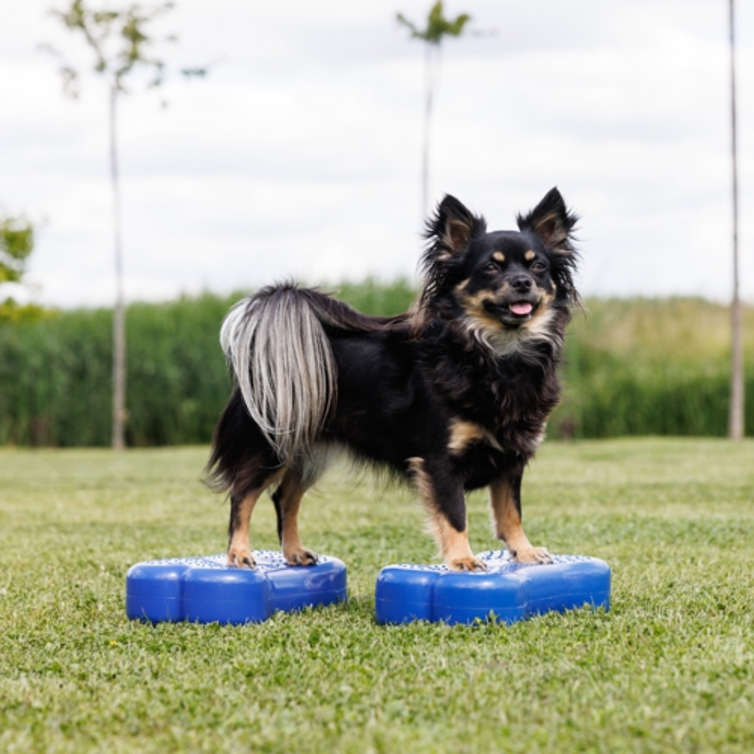 FitPaws K9FitBone Mini (Set of 2)