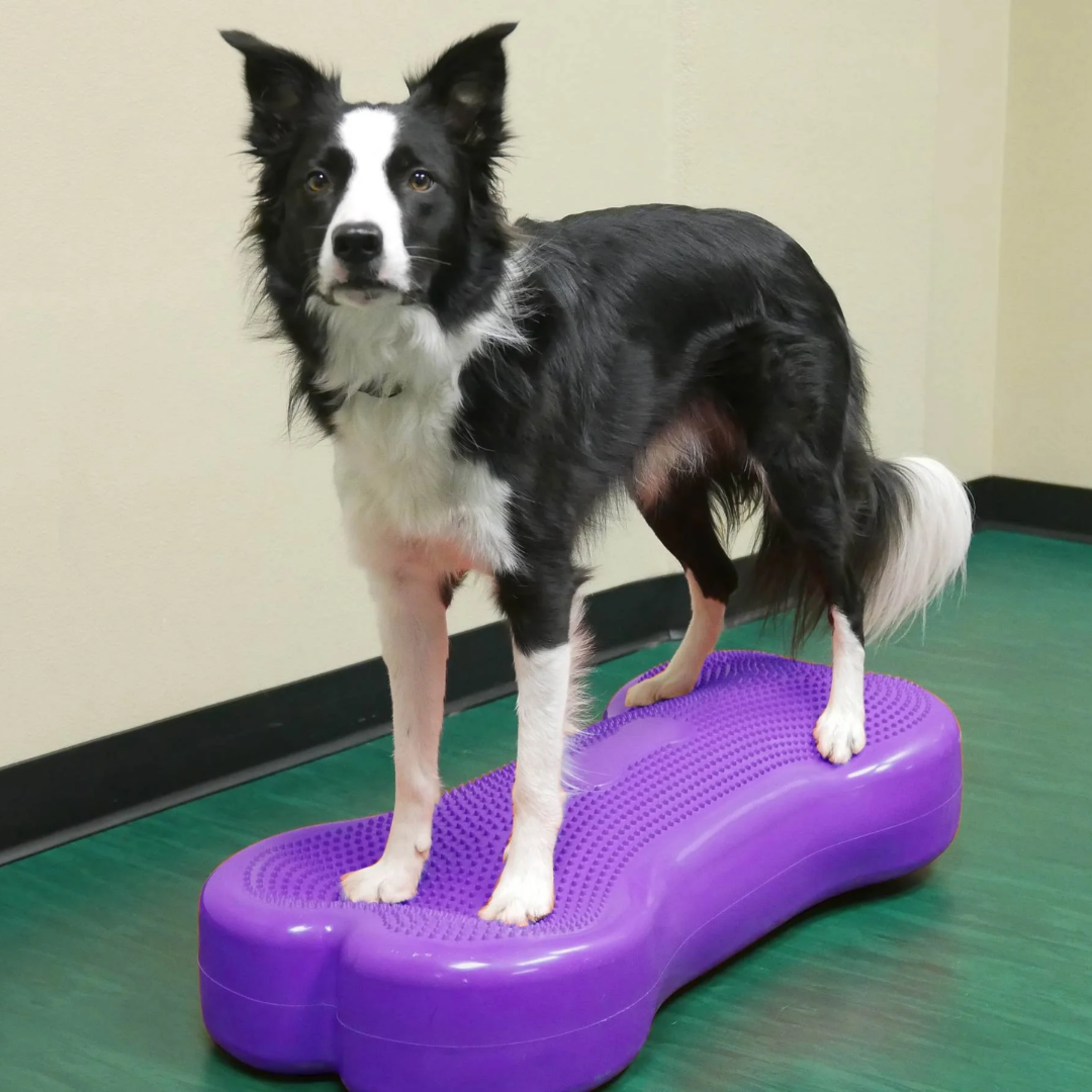 FitPaws K9FitBone Giant