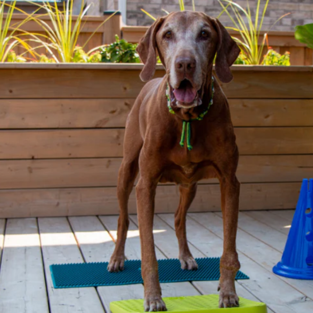 FitPaws K9 FitMat