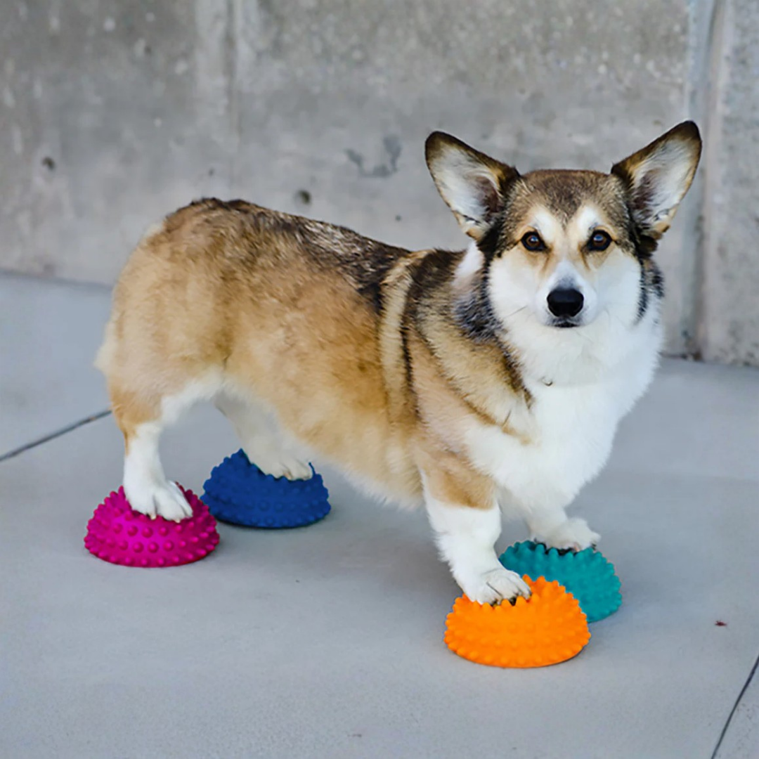 FitPaws Paw Pods (Set of 4)