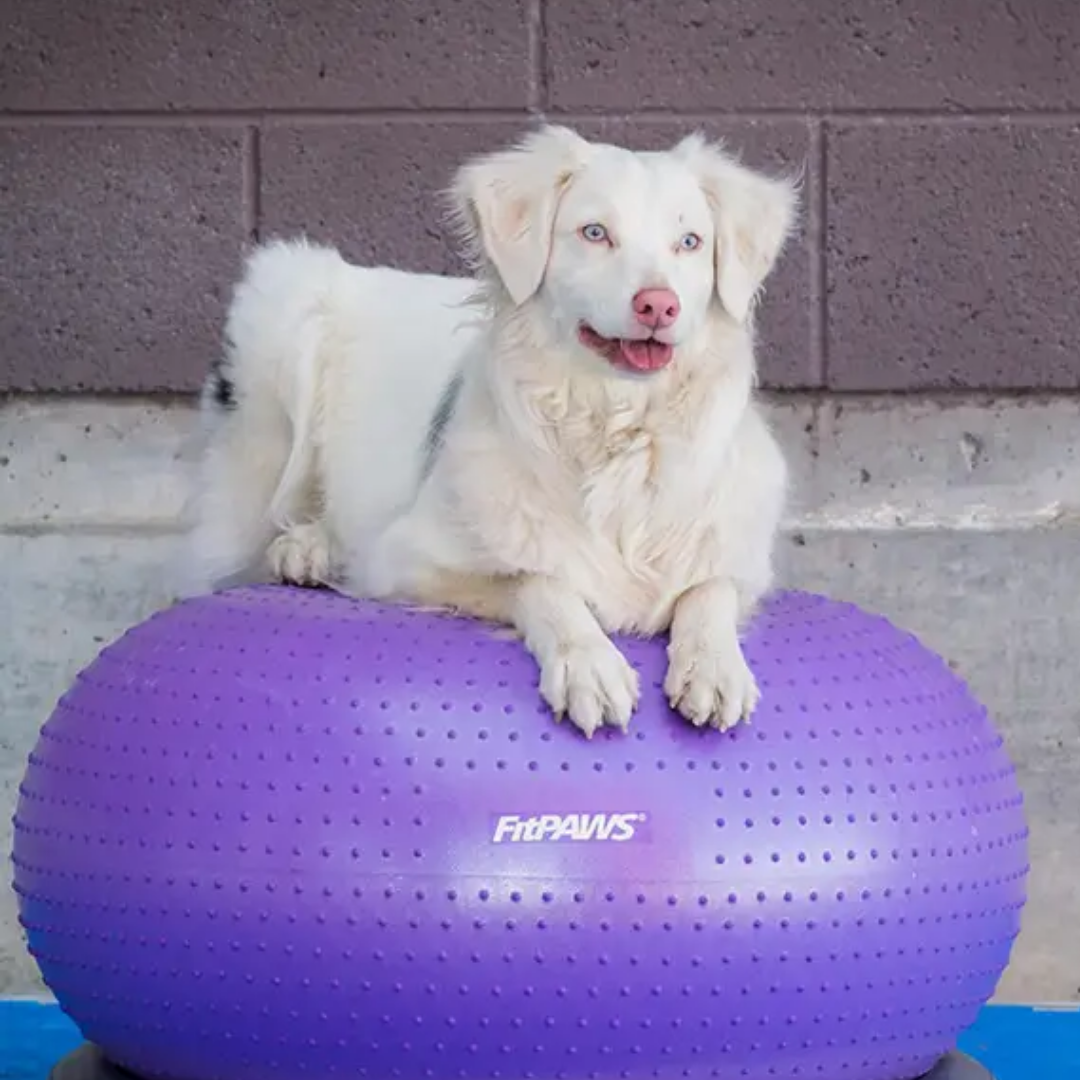 FitPaws Trax Donut
