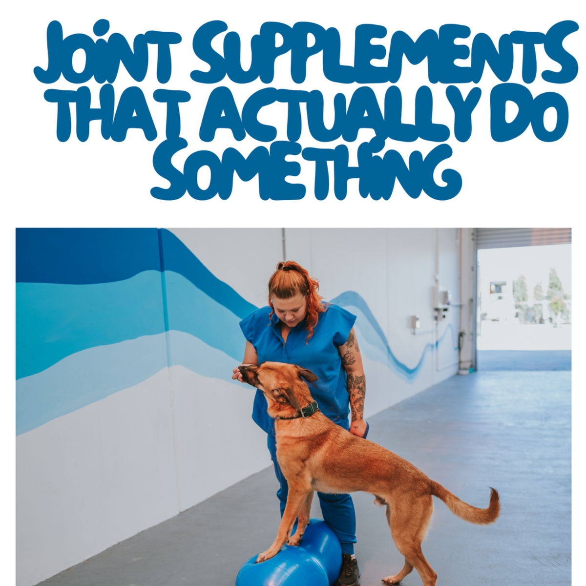 Effective Canine Supplements Guide